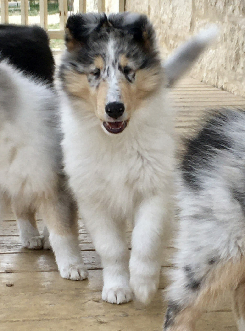 Photo of Maverick Iris, a Blue Merle Collie (Rough).