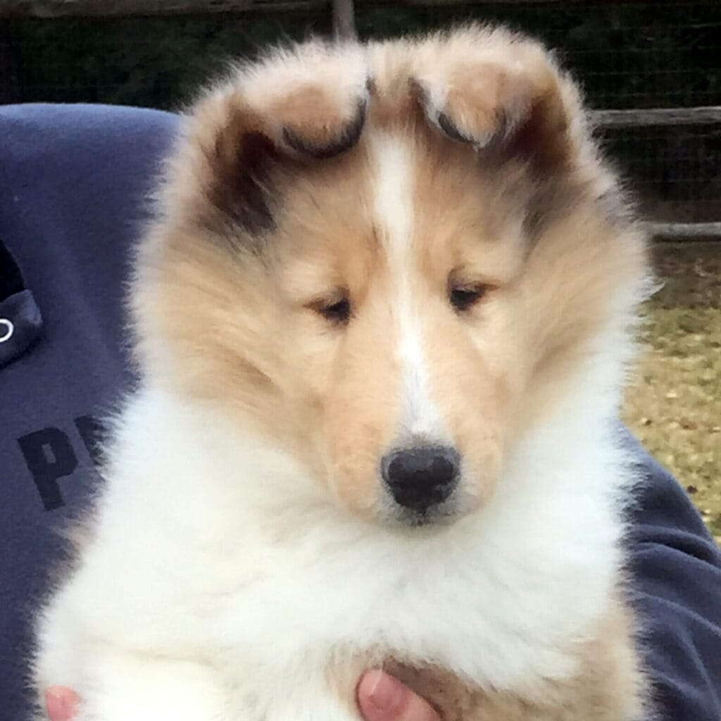 Photo of Maverick Revolver, a Sable Merle Collie (Rough).