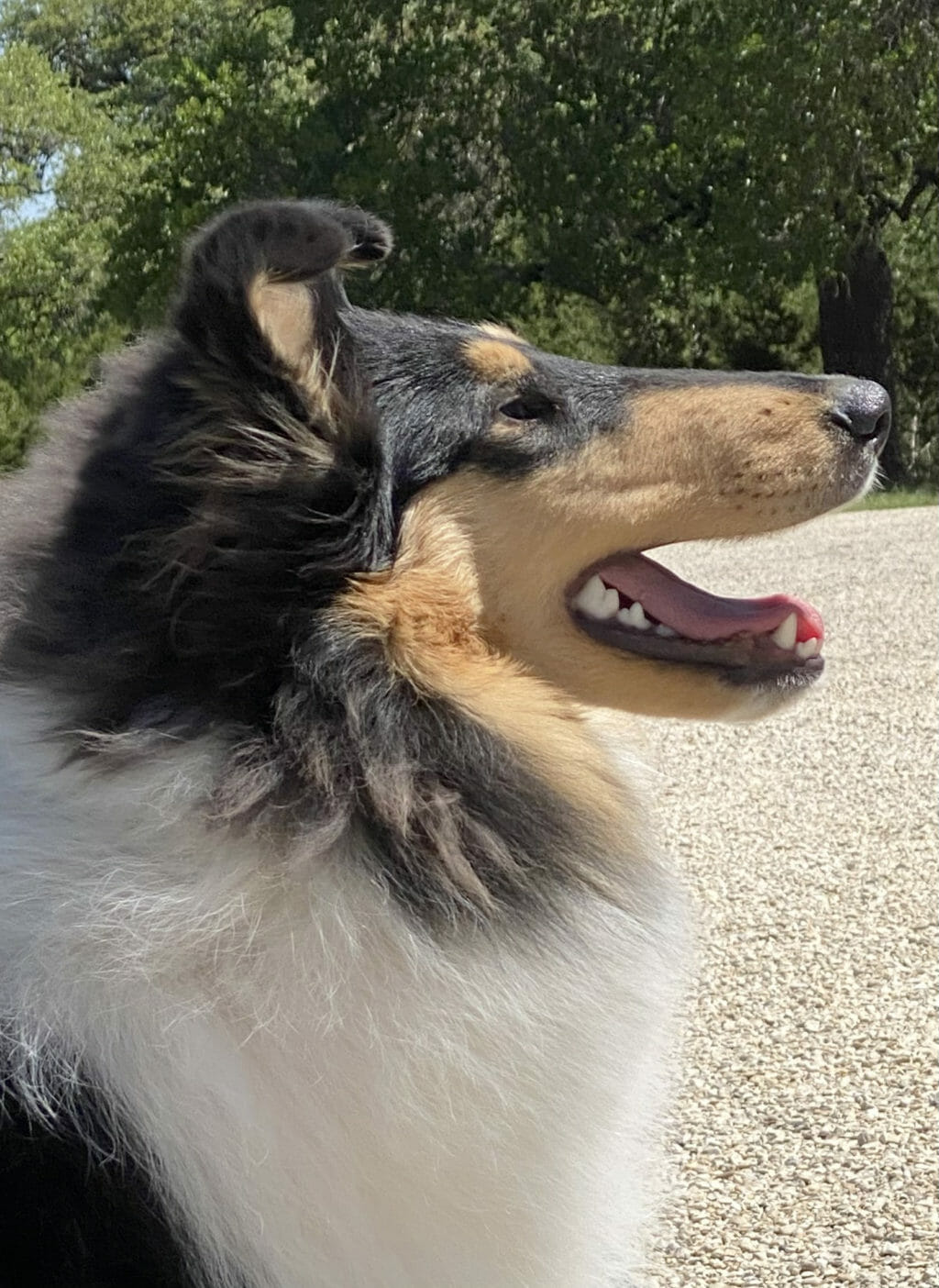 Photo of Maverick Magpie, a Tri Color  Collie (Rough).