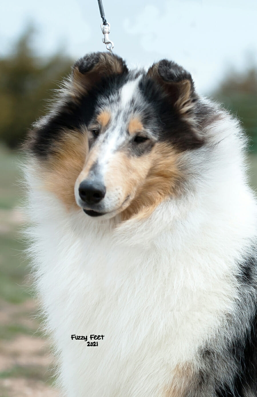 Photo of CH Maverick Petticoat, a Blue Merle Collie (Rough).